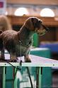 Crufts2011_2 1378